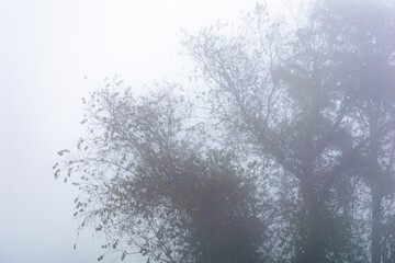 Thick fog blankets the landscape in a gentle embrace, creating a serene atmosphere as trees stand partially hidden