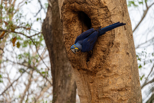 A hyacinth macaw peers curiously from its tree hollow in the Pantanal