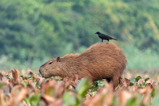 a capybara walks with a bird on its back