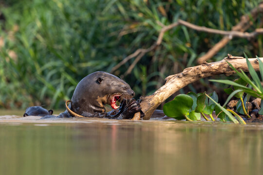 Giant Otter Devouring Its Prey in the River
