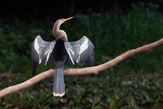 An anhinga perches on a branch, drying its wings in the sunlight