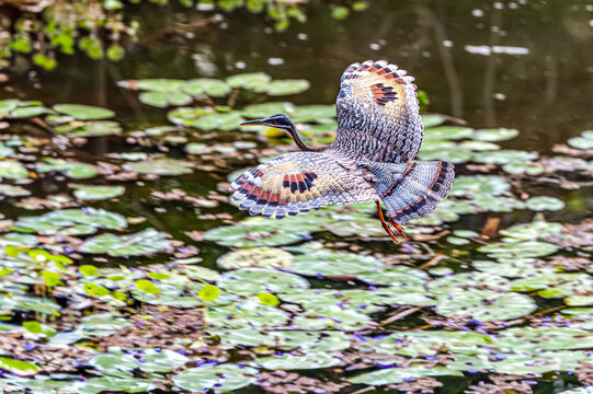 Sunbittern in Flight Over Pantanal Waters