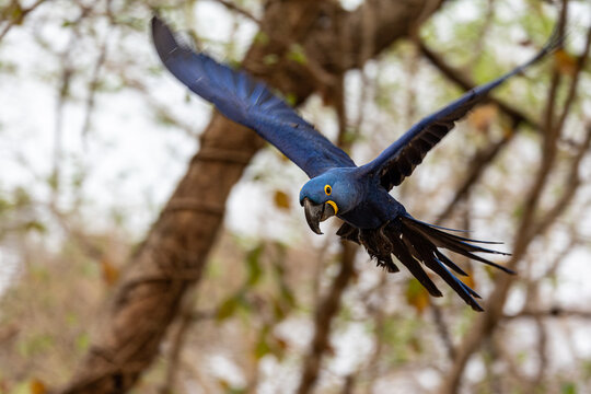A hyacinth macaw glides effortlessly through the forest canopy
