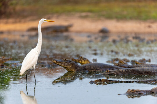 Great Egret Standing Fearlessly Among Caimans