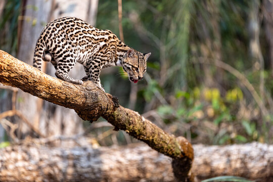 Ocelot Stealthily Navigating the Pantanal Canopy