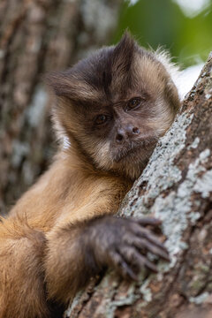Thoughtful Capuchin Resting on a Tree Trunk
