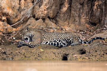 A jaguar grooms itself along a river bank