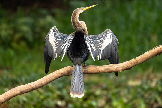 An anhinga perches on a branch, drying its wings in the sunlight
