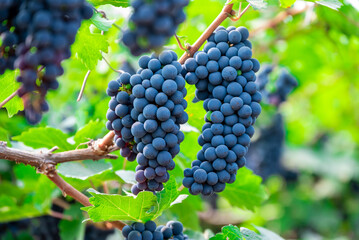Ripe wine grape clusters hanging on the vine. Grapes hanging on a grape vine bunch black nature...