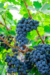 Ripe wine grape clusters hanging on the vine. Grapes hanging on a grape vine bunch black nature close up