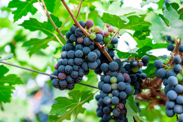 Ripe wine grape clusters hanging on the vine. Grapes hanging on a grape vine bunch black nature...