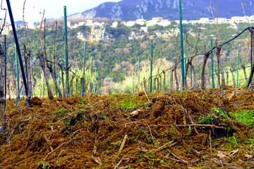 Spring landscape from a vineyard located on a hillside: dug soil and two rows of vertical trellises...