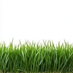 Fototapeta premium Strip of green fresh grass on white background
