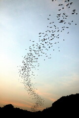 More than a million bats flying out together of the cave, silhouetted against the sky 