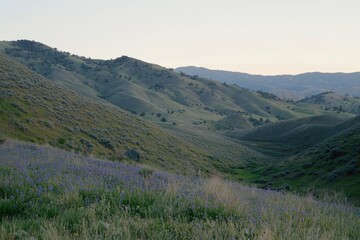 Fototapeta premium Rolling Hills in Bloom Rolling green hills covered in wildflowers stretching into the distance under a golden sunrise