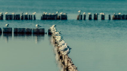 Fototapeta premium seagull birds sit on wooden posts in calm water of the lake in the afternoon autumn background