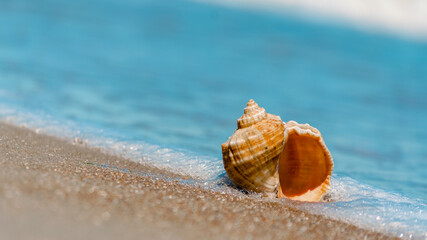 seashell closeup on the sand of a resort beach without people in Egypt