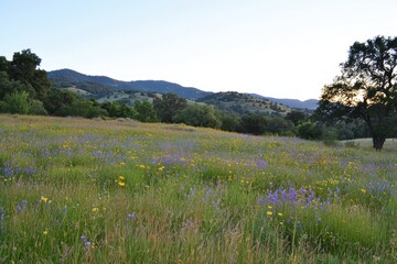 Rolling Hills in Bloom Rolling green hills covered in wildflowers stretching into the distance under a golden sunrise