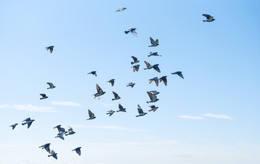 flock of birds