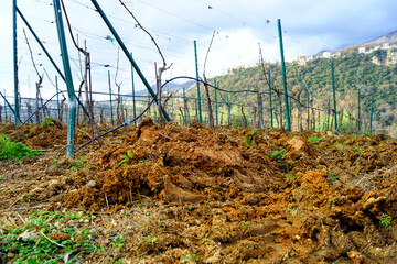 Using agricultural equipment in a vineyard: the result of plowing the land with a cultivator. Heaps...
