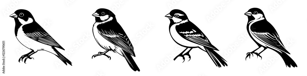 Poster detailed illustrations of four distinct bird species in a side-by-side comparison created with an in