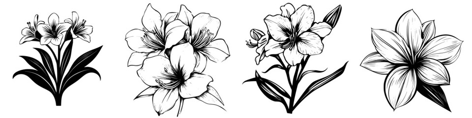 Floral illustrations showcasing various lily species in detailed black and white art form