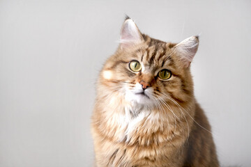Obraz premium Close-up portrait of cute, furry cat. Portrait of tabby cat, intensive staring. Looking at camera. copy space. Beige gray colors.