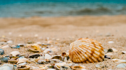 bright big striped shell with another little different shells