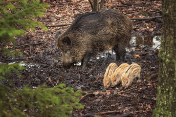 Wild boar and striped piglets foraging in muddy forest