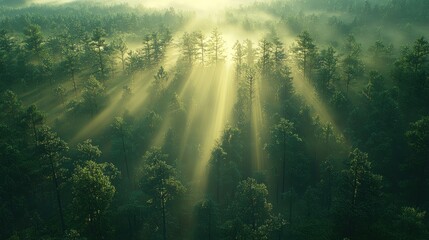Sunbeams illuminate misty forest.