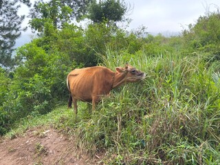 brown cattle, cow grazing on the grass,farm cow