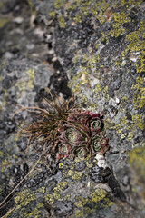 Nature in the mountains, difficult living conditions of plants, adaptation to extreme weather...