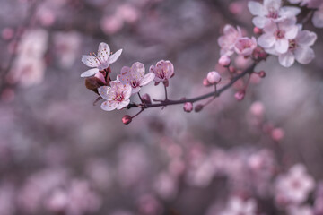 Delicate sakura flowers in springtime light