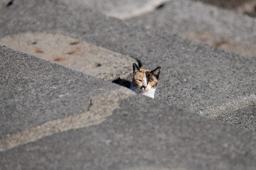 のんびり過ごす可愛い三毛猫