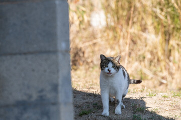 こちらを見つめる可愛い野良猫