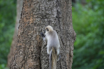 Langur