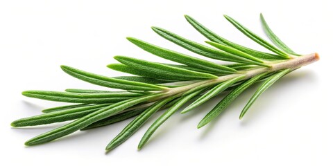 Fototapeta premium Fresh rosemary leaf with herbal spice isolated on white background, foliage, herbs, foliage, herbs
