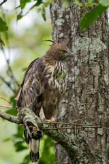 red tailed hawk