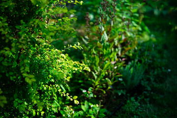 Fototapeta premium nature 3