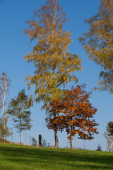 Bunte Laubbäume im Herbst 1