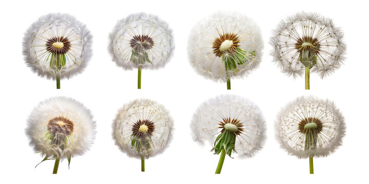 Dandelion Flower Stages of Development and Change, PNG collection, set bundle, isolate on transparent or white background