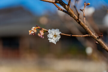 Fototapete bei efototapeten.de bestellen   