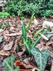 Snowdrop, or Galanthus, is a genus of perennial herbs of the Amaryllis family, the first spring flowers.