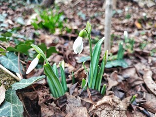Snowdrop, or Galanthus, is a genus of perennial herbs of the Amaryllis family, the first spring...