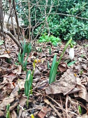Snowdrop, or Galanthus, is a genus of perennial herbs of the Amaryllis family, the first spring flowers.