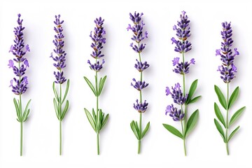 Naklejka premium Six lavender sprigs arranged vertically on a white background creating a minimalist botanical pattern