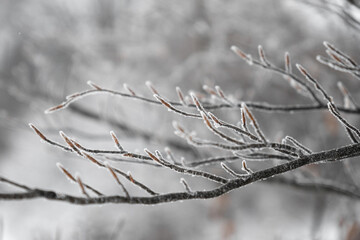 A Black And White Close-Up Of Frost-Covered Tree Branches With Delicate Ice Crystals Against A Soft, Blurred Winter Background