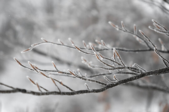 A Black And White Close-Up Of Frost-Covered Tree Branches With Delicate Ice Crystals Against A Soft, Blurred Winter Background