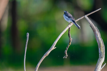 Japanese wagtail 