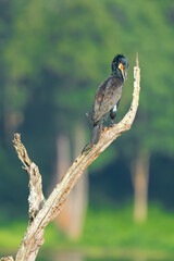 Anhinga